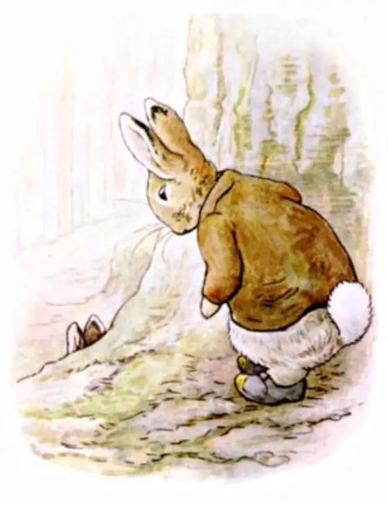 Beatrix Potter's picture for the passage: Little Benjamin did not very much want to see…