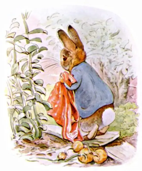 Beatrix Potter's picture for the passage: Peter did not eat anything; he said he should…