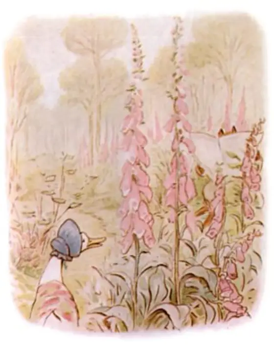 Beatrix Potter's picture for the passage: Jemima alighted rather heavily, and began to waddle about…