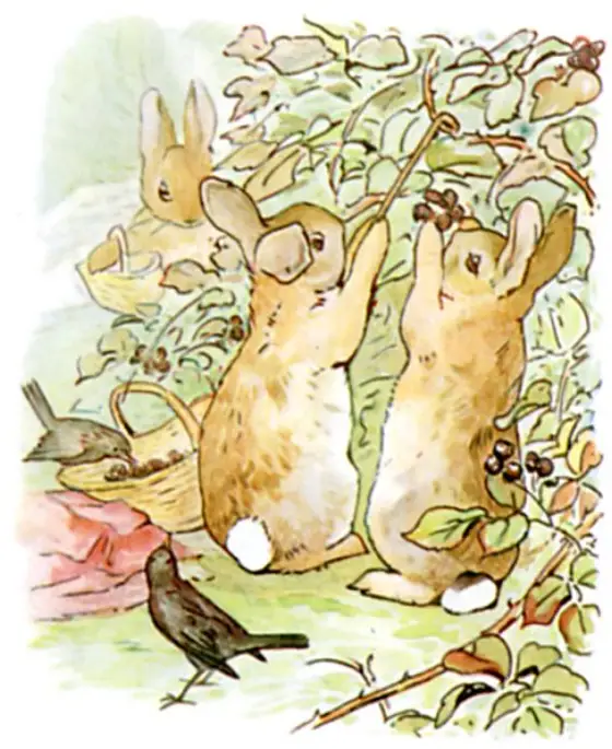 Flopsy, Mopsy, and Cotton-tail gathering blackberries.