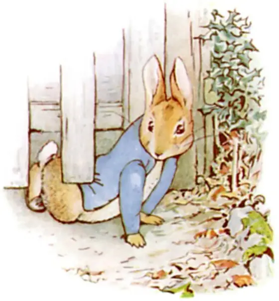 Peter squeezing under Mr. McGregor's garden gate.