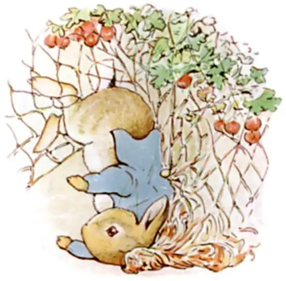 Peter caught by his brass buttons in the gooseberry net.