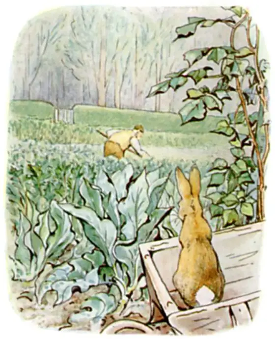 Peter peeping over the wheelbarrow at Mr. McGregor hoeing onions.