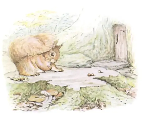 Beatrix Potter's picture for the passage: The squirrels searched for nuts all over the island…